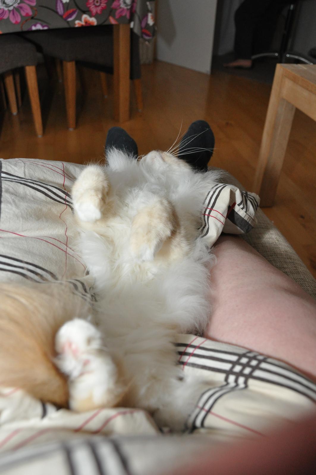 Hellig Birma Beiders Bright Benita - aka Nitte billede 14