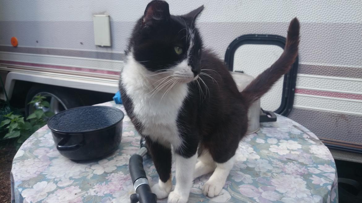 Blanding af racer rex - 2014--13 år billede 25