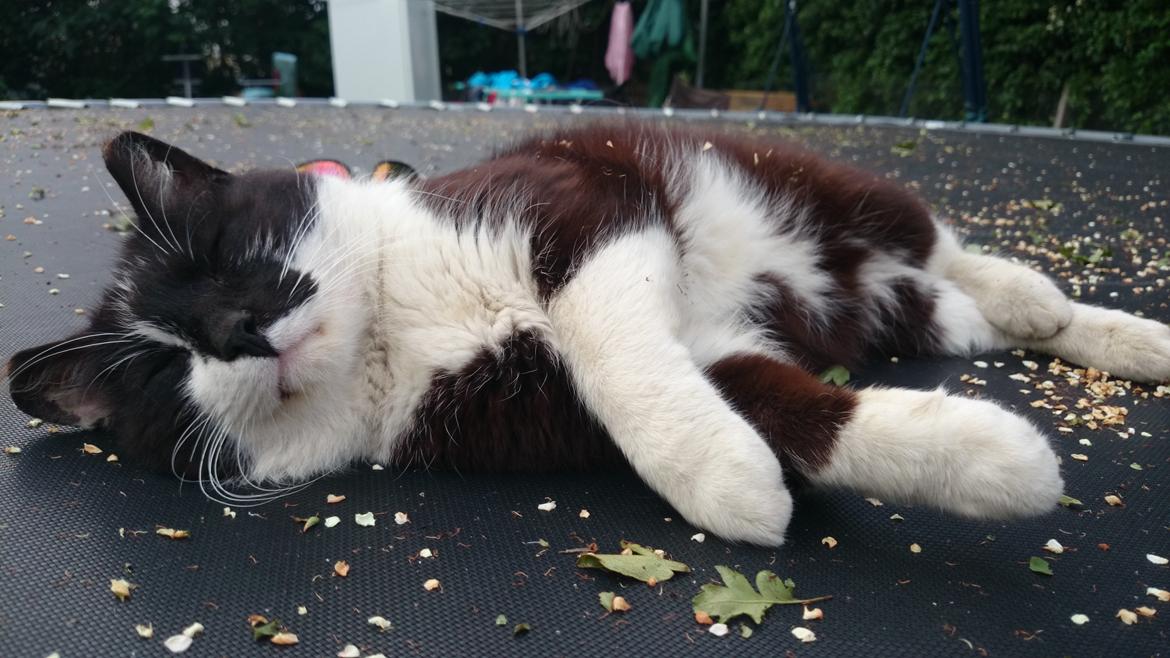 Blanding af racer rex - 2014--13 år billede 28