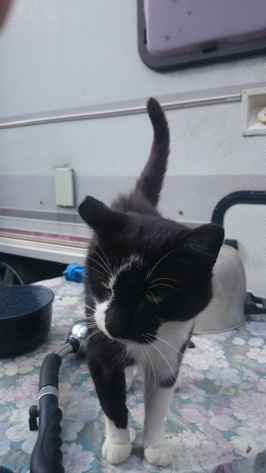 Blanding af racer rex - 2014--13 år billede 31