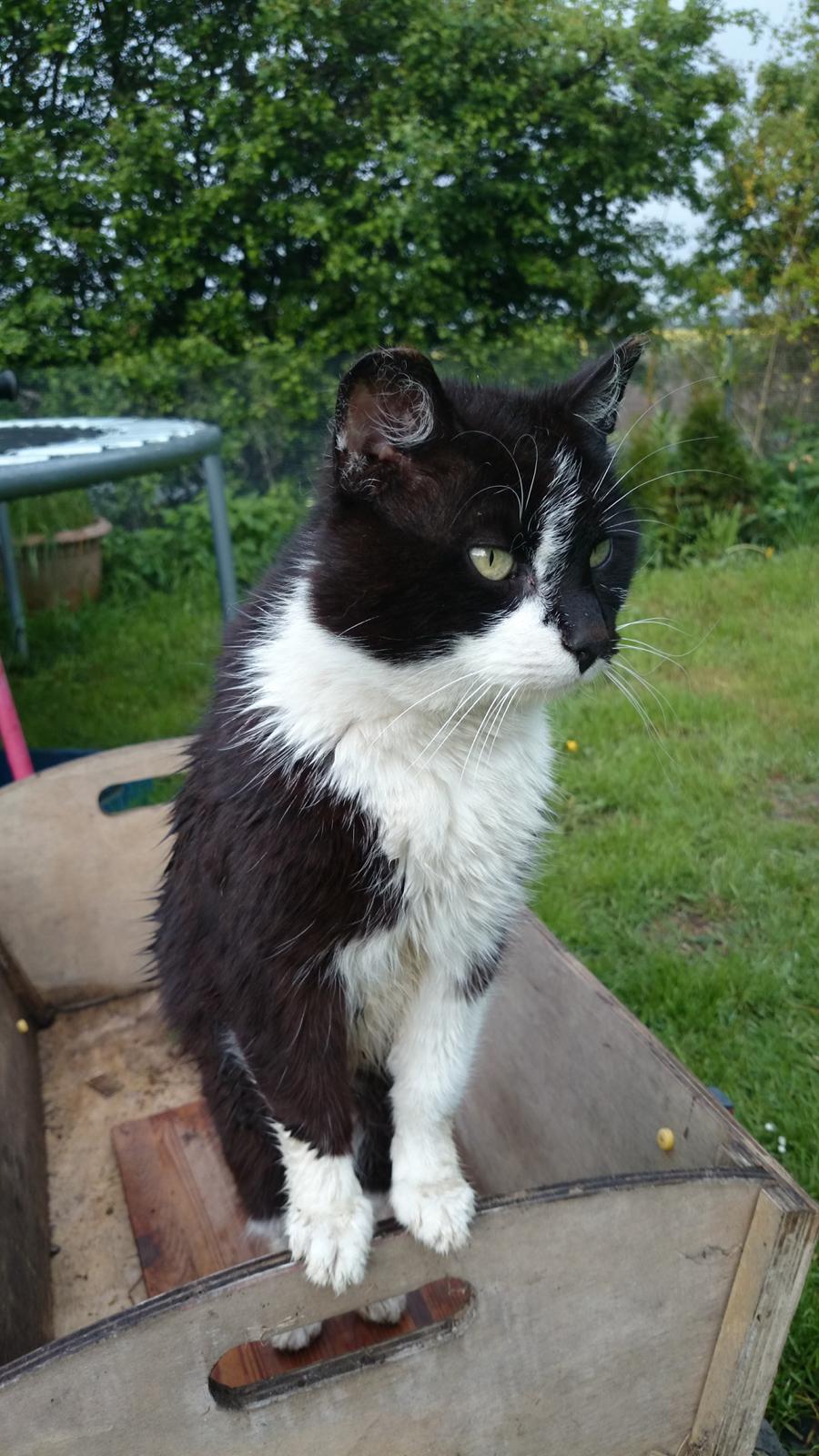 Blanding af racer rex billede 26