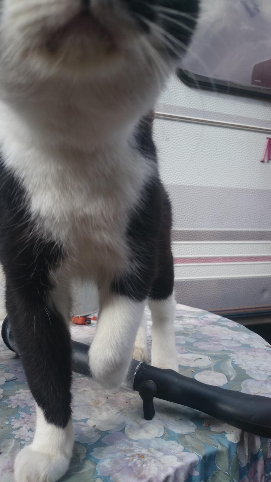 Blanding af racer rex - 2014--13 år, det kan være svært at tage billeder :) billede 33