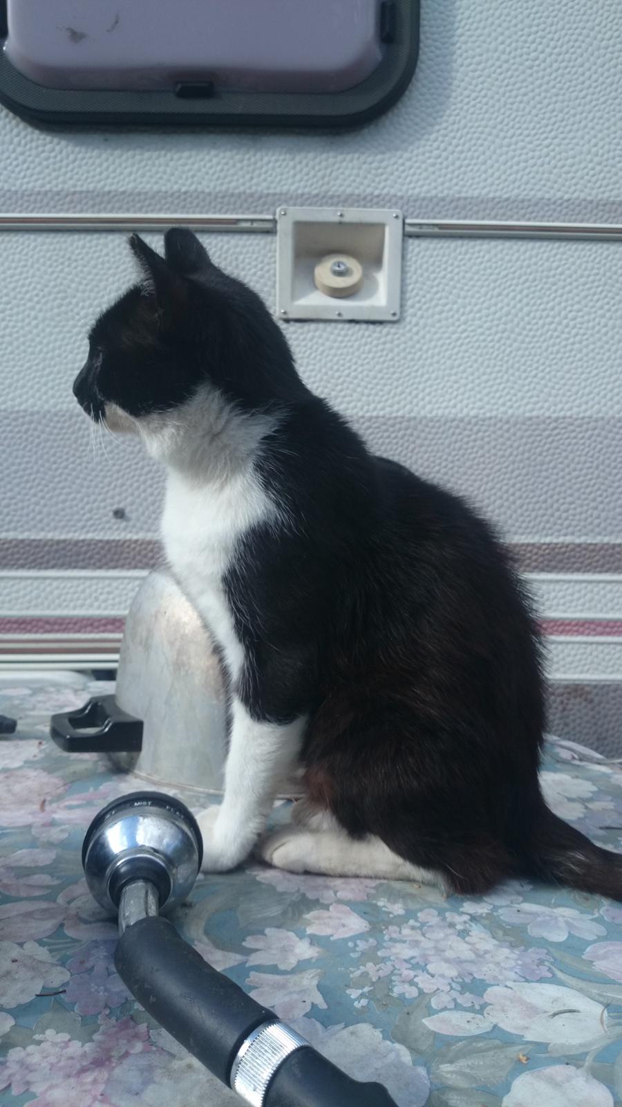 Blanding af racer rex - 2014--13 år billede 34