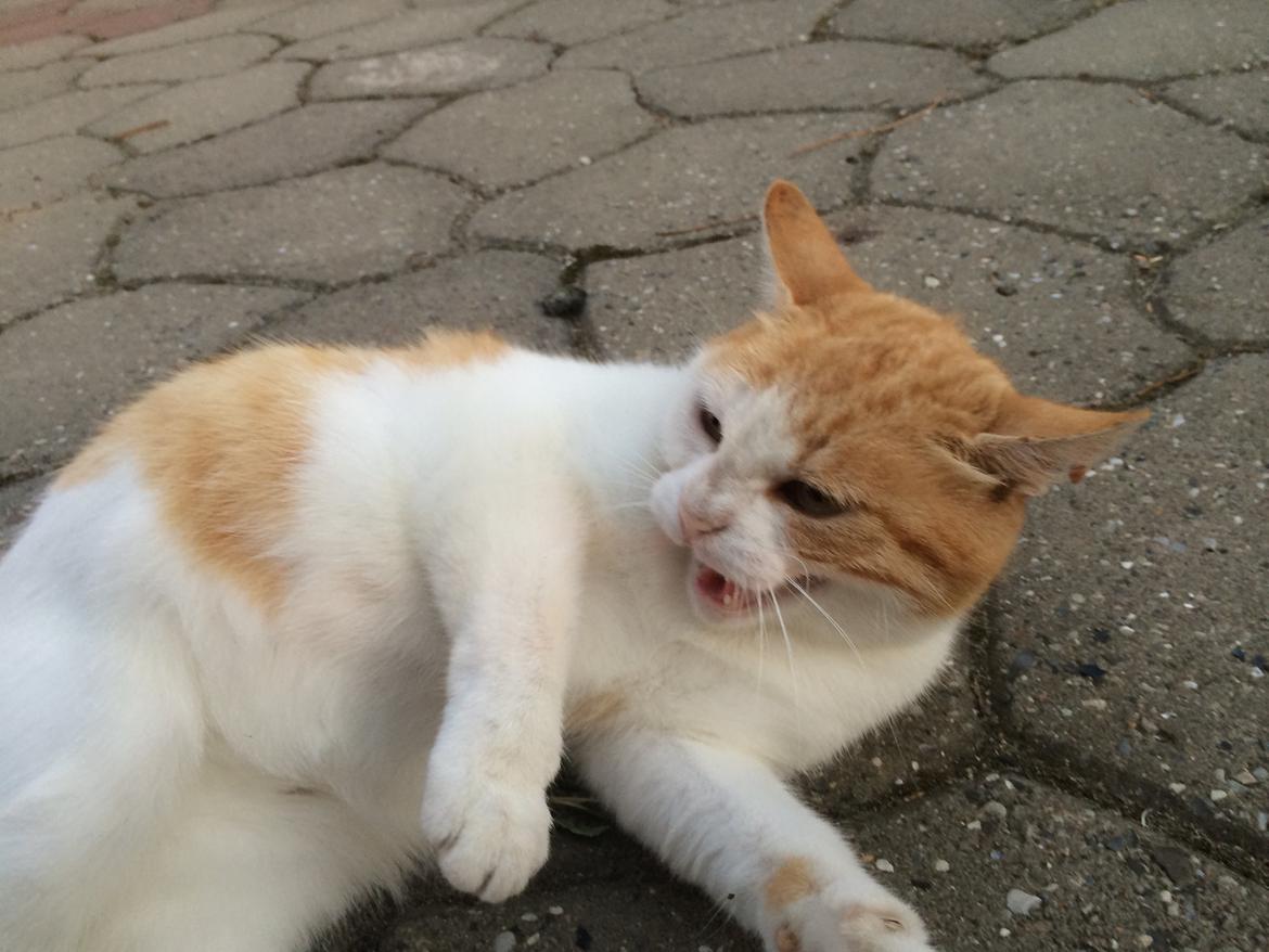 Blanding af racer Røde billede 6