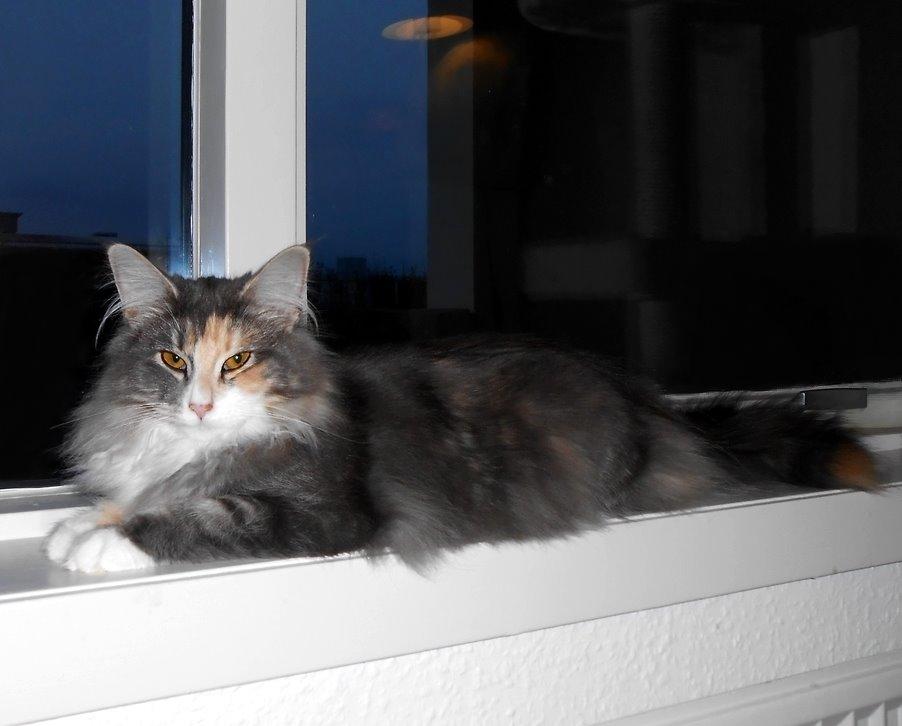 Norsk Skovkat Kira billede 4