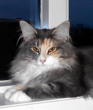 Norsk Skovkat Kira billede 3