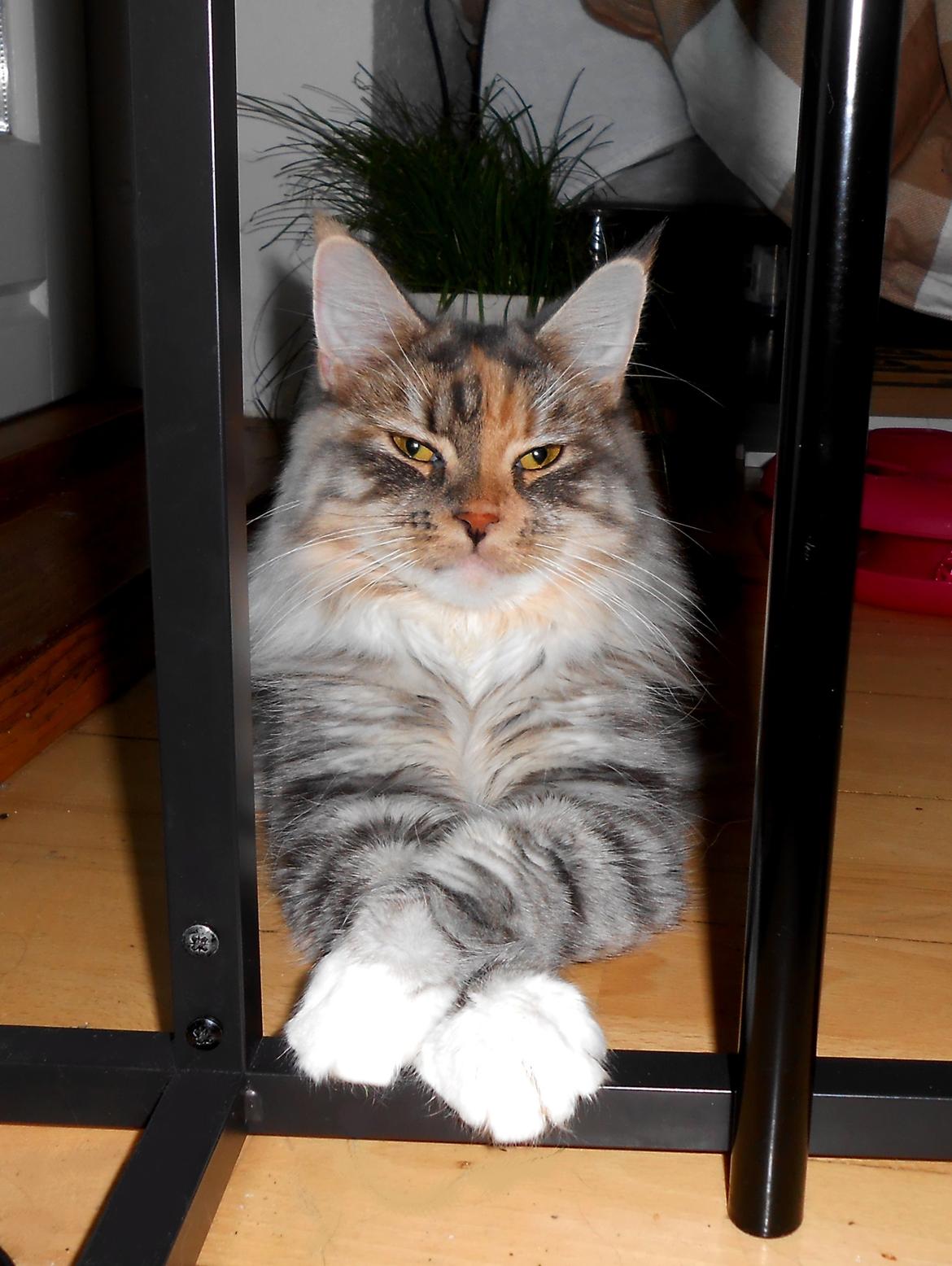 Blanding af racer Chili billede 2