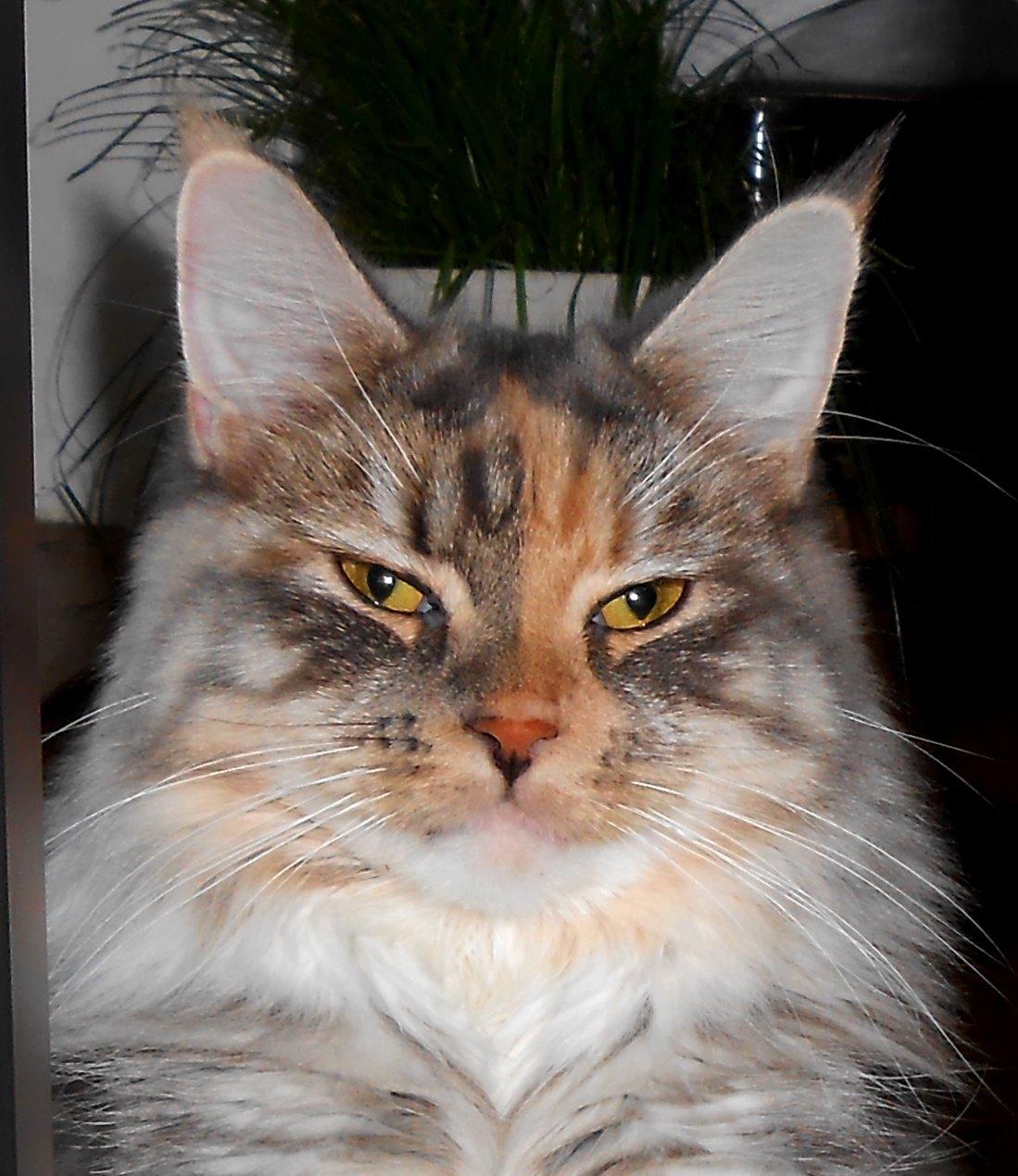 Blanding af racer Chili billede 3