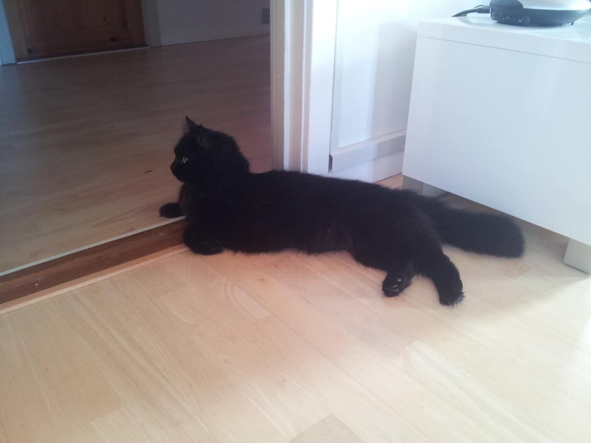 Norsk Skovkat Miws billede 4