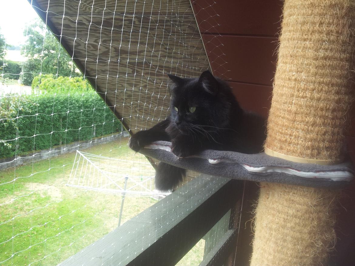 Norsk Skovkat Miws billede 5