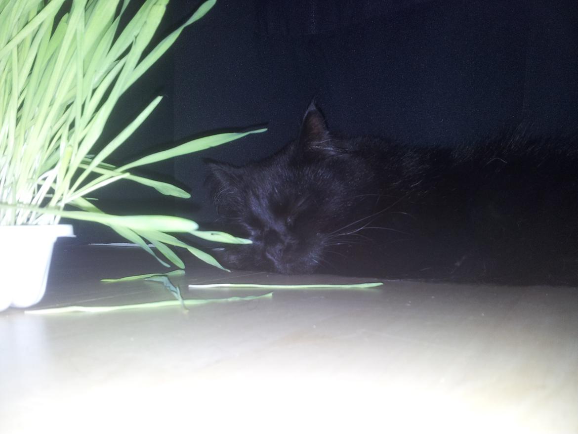 Norsk Skovkat Miws billede 2