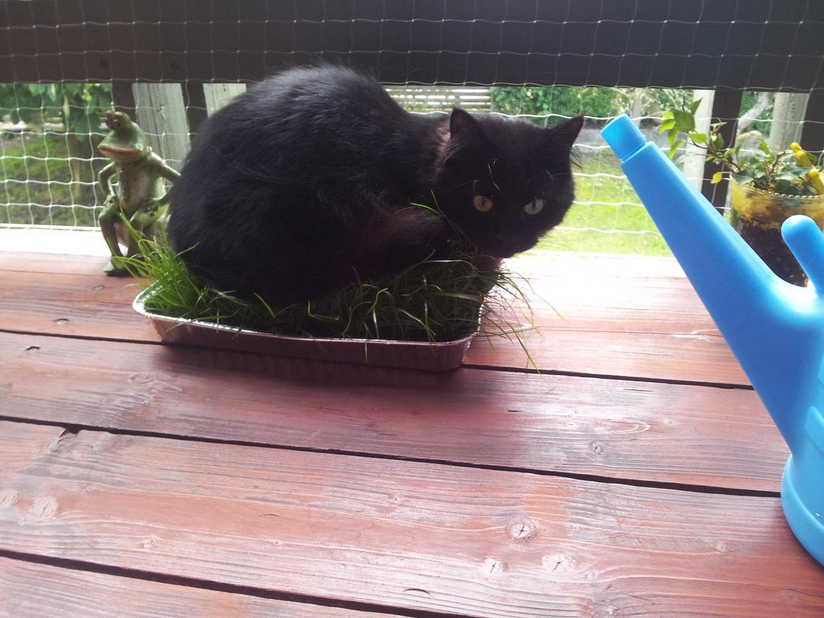 Norsk Skovkat Miws - Græs er jo godt for maven ;-) billede 6