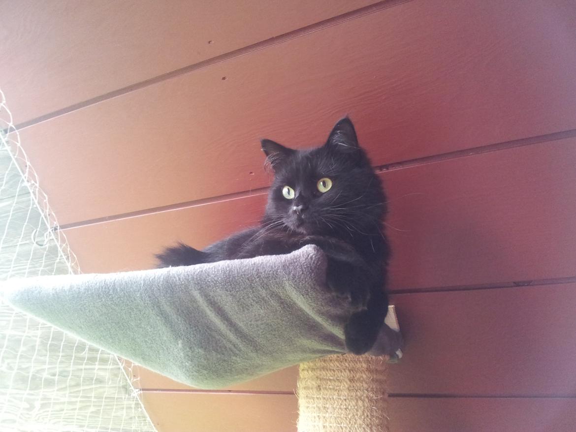 Norsk Skovkat Miws billede 1