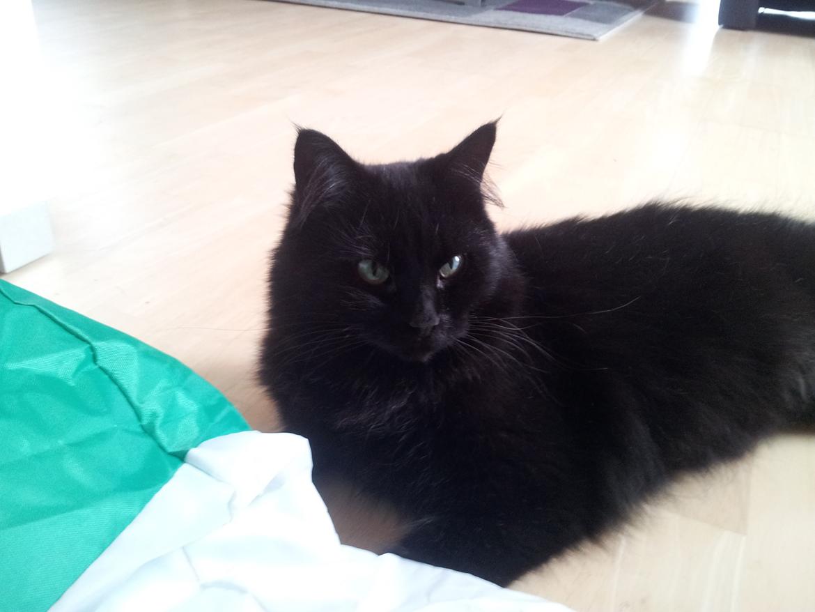 Norsk Skovkat Miws billede 3