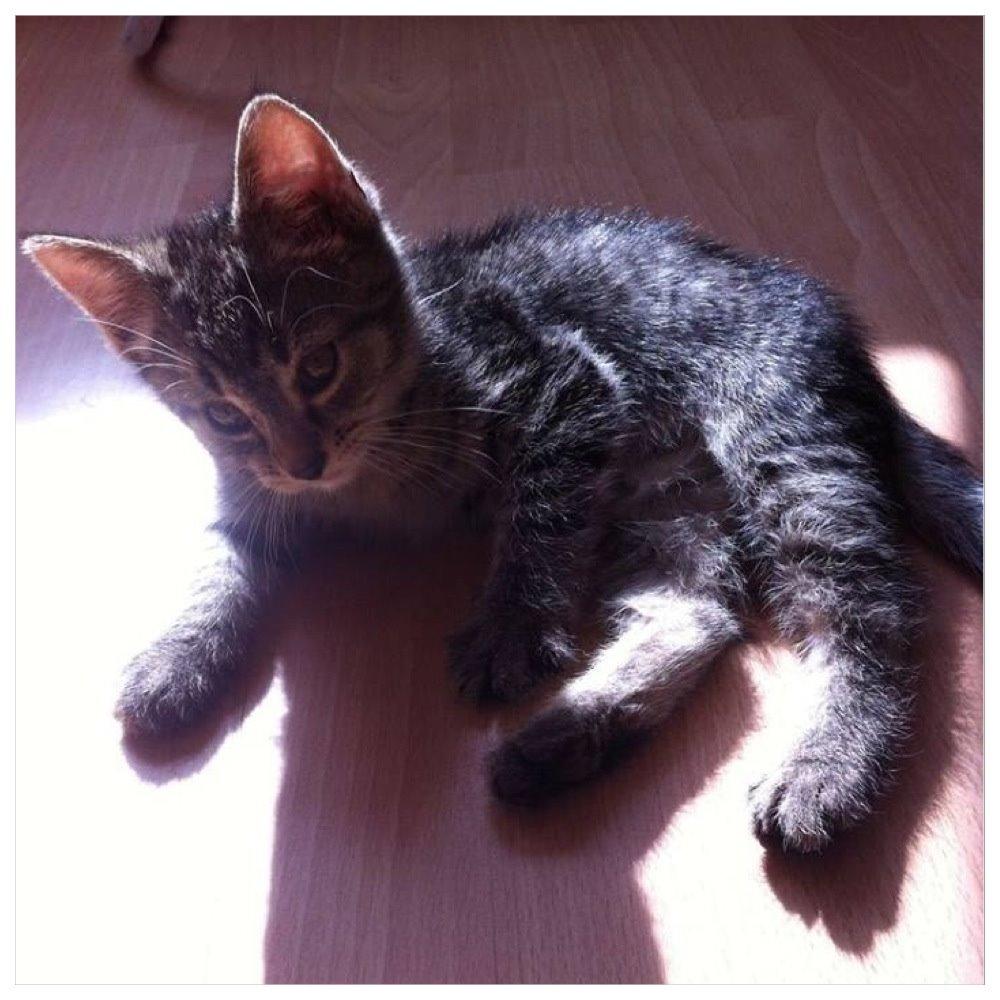 Huskat Arnold billede 1