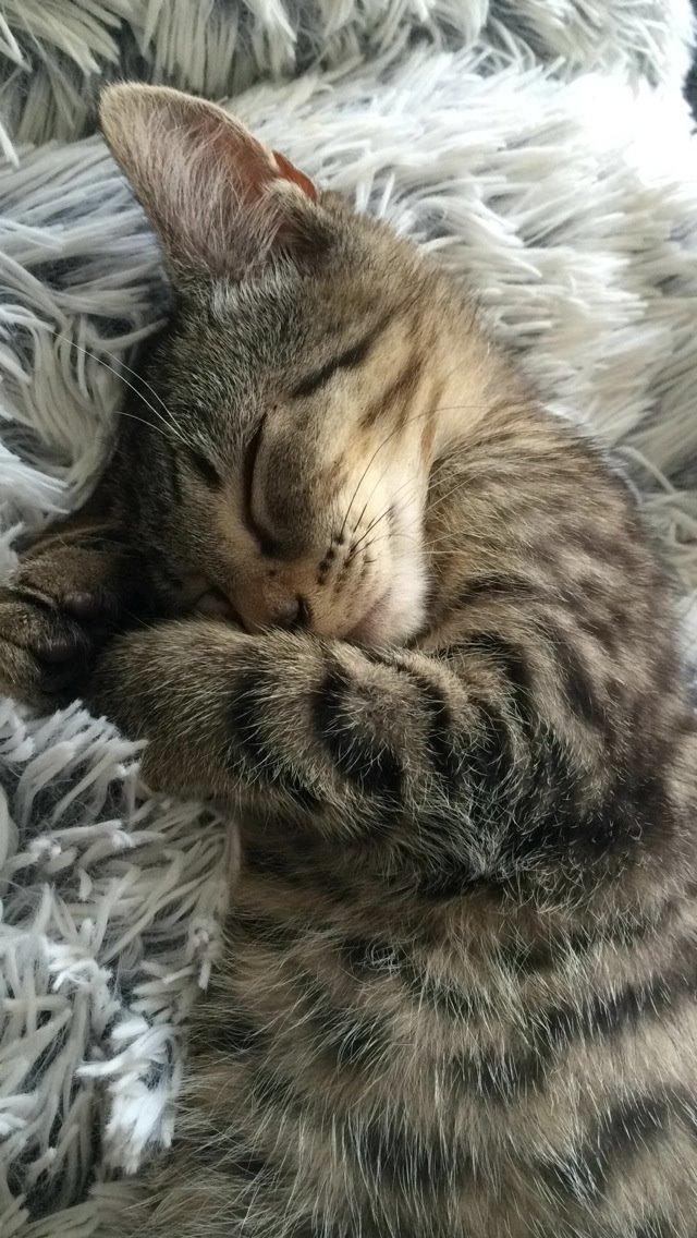 Huskat Arnold billede 3