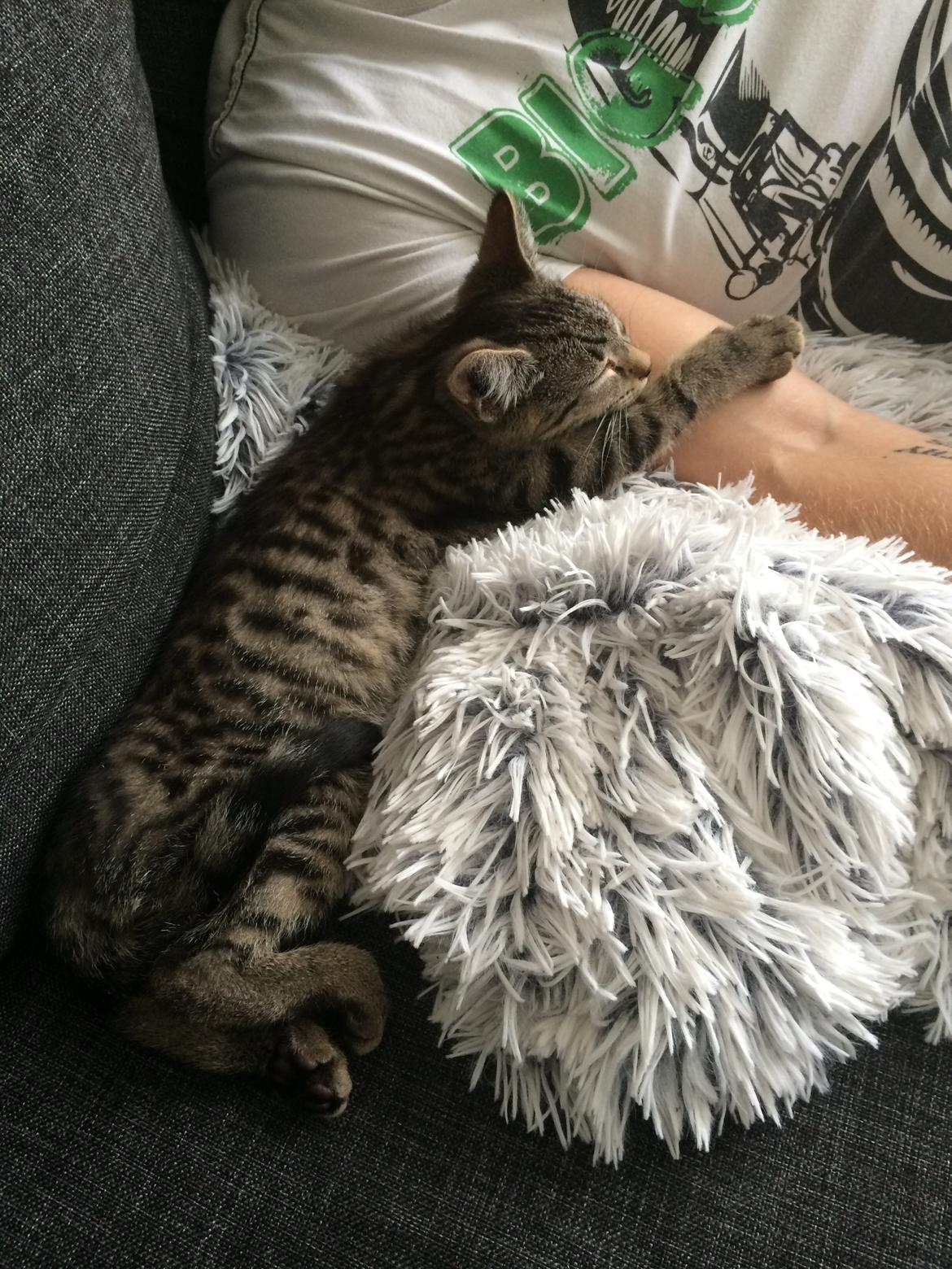 Huskat Arnold billede 2