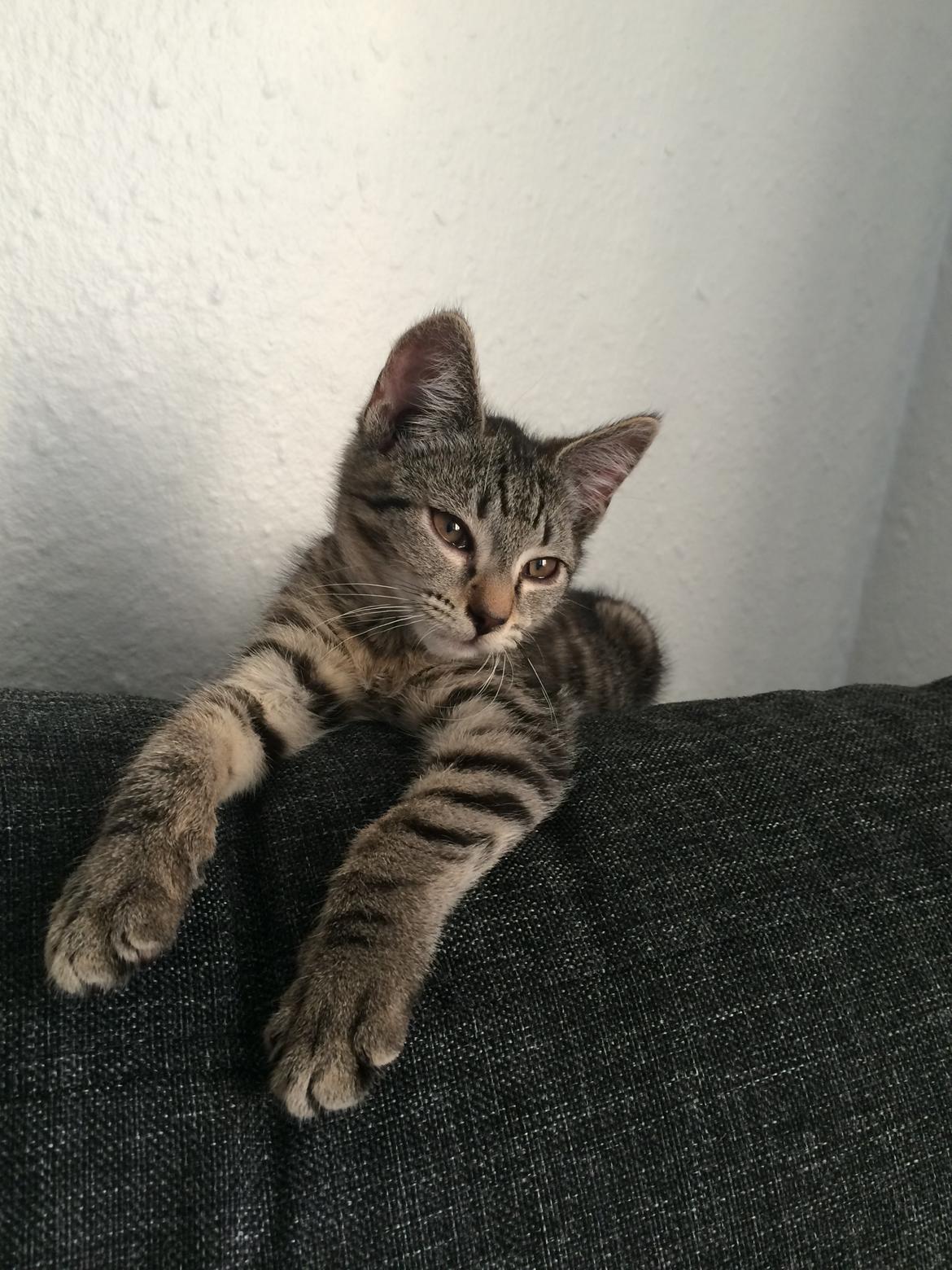 Huskat Arnold billede 5