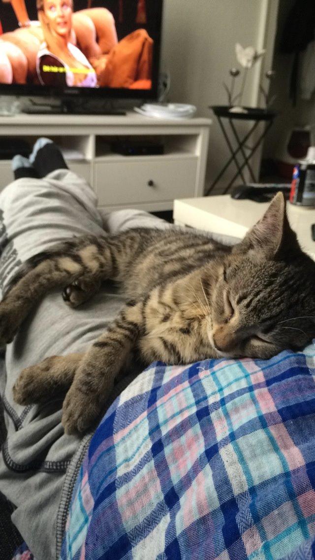 Huskat Arnold billede 6