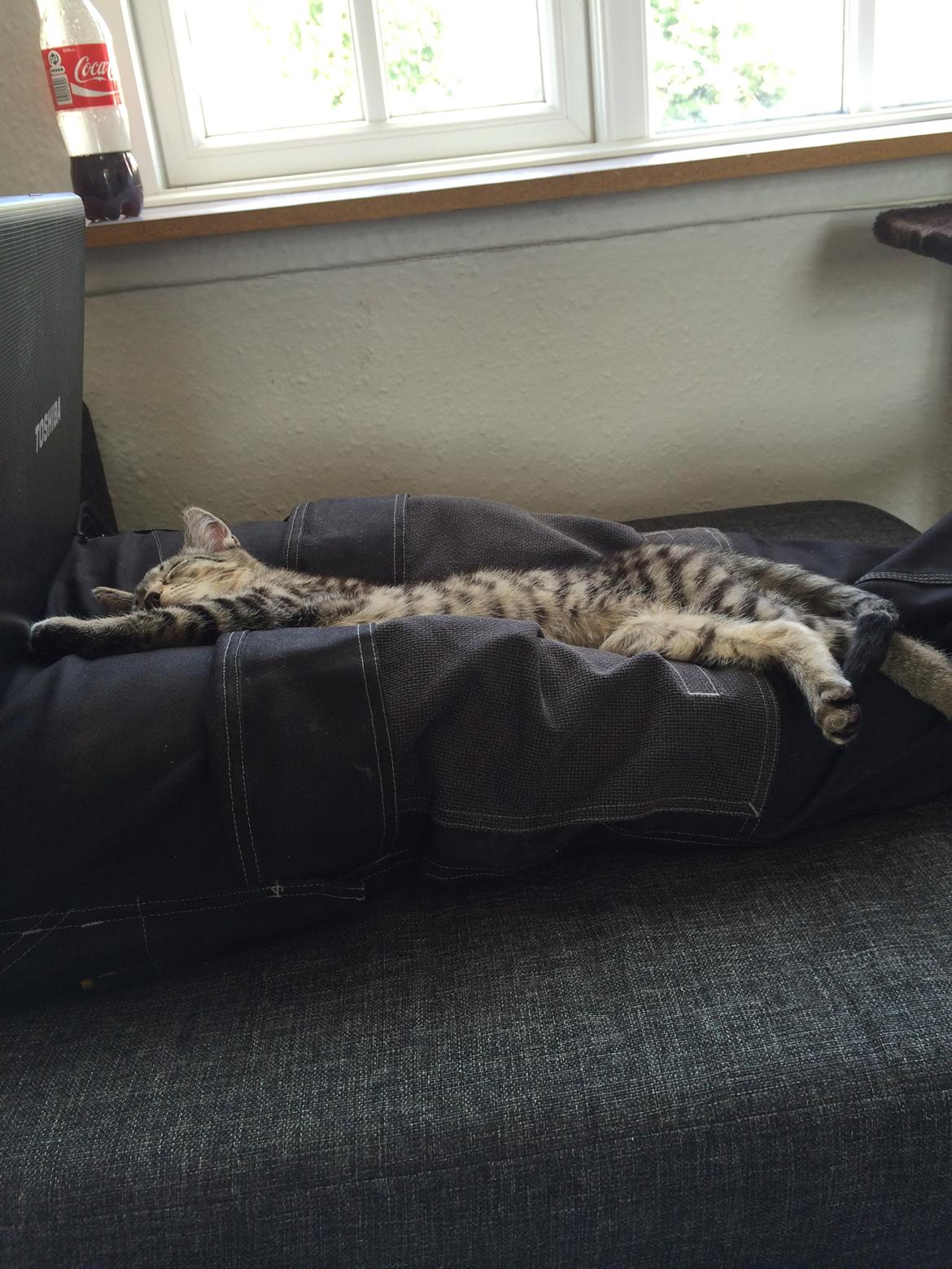 Huskat Arnold billede 7