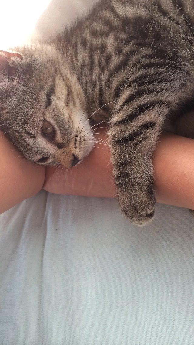 Huskat Arnold billede 4