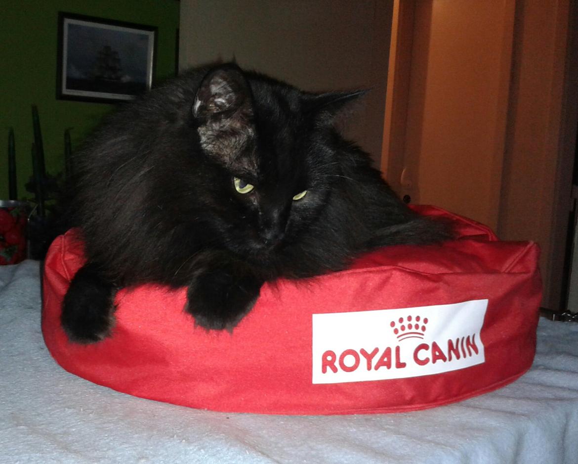 Tyrkisk Angora IP/SC Pirlanta'dan Black Devil - IP/SC Pirlanta,dan Black Devil. juli 2014 Royal Canin pude billede 13