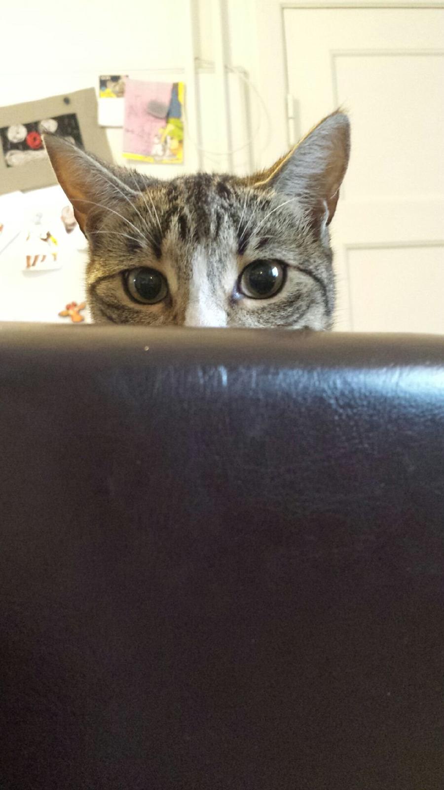 Huskat Bailey billede 2