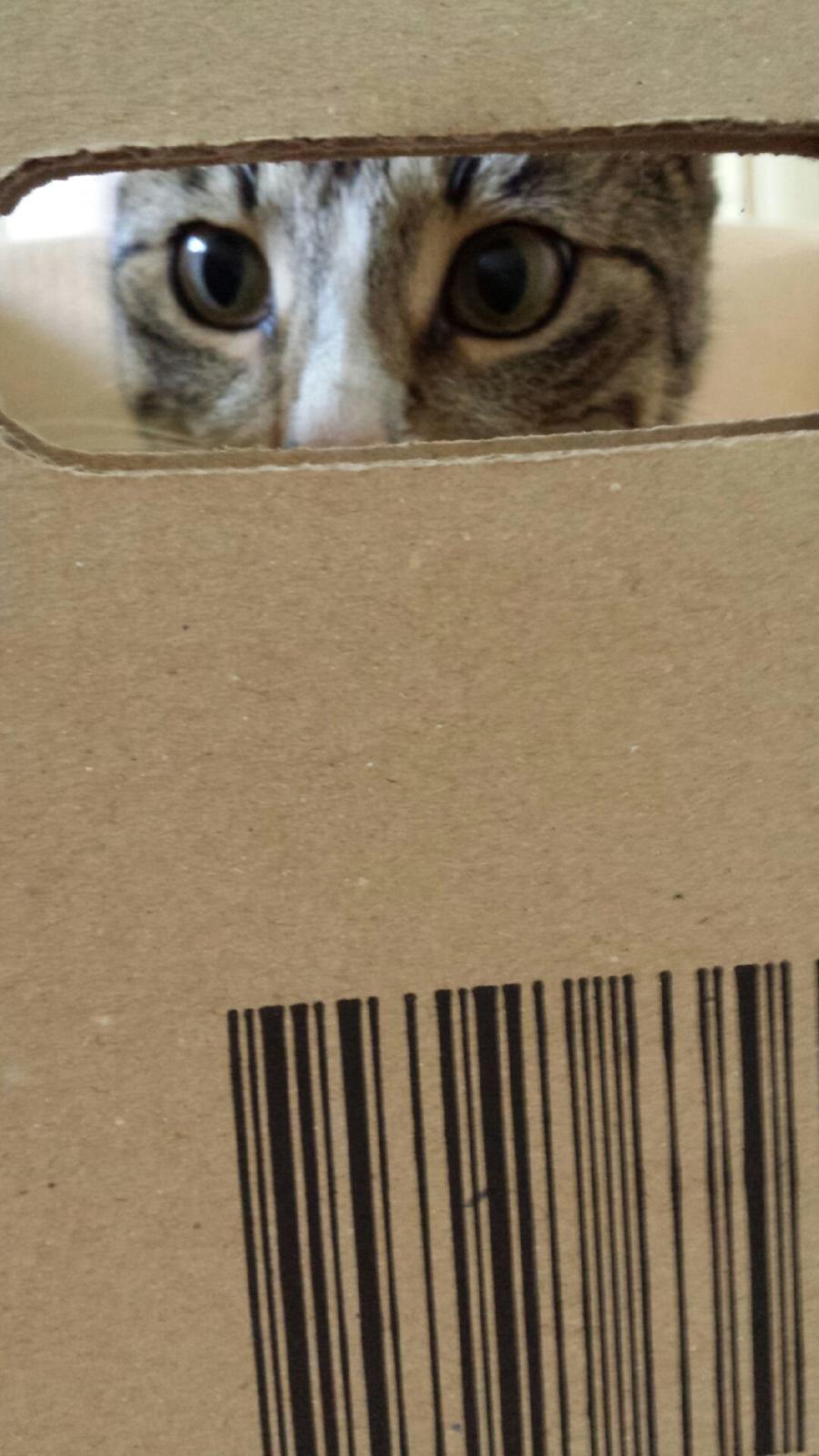 Huskat Bailey billede 3