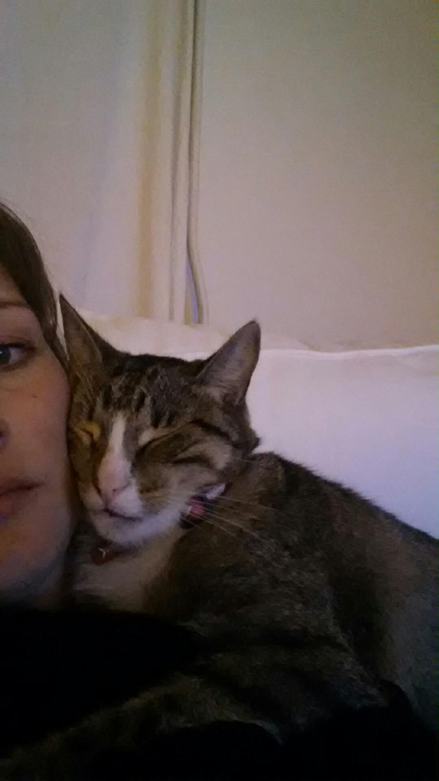 Huskat Bailey billede 4