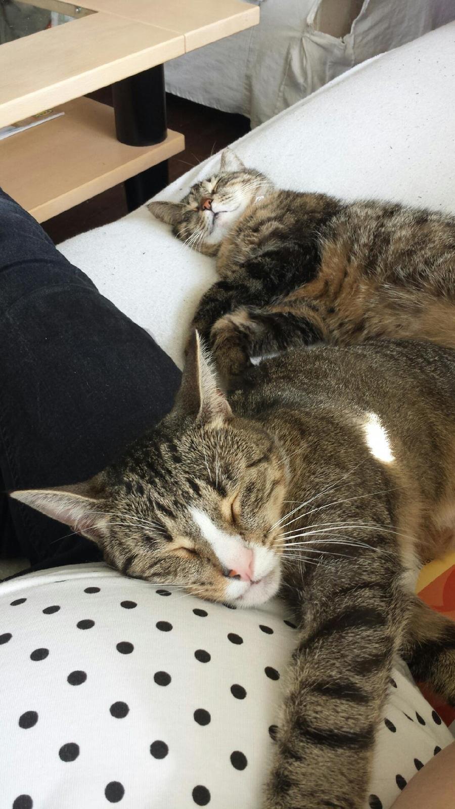 Huskat Bailey billede 5