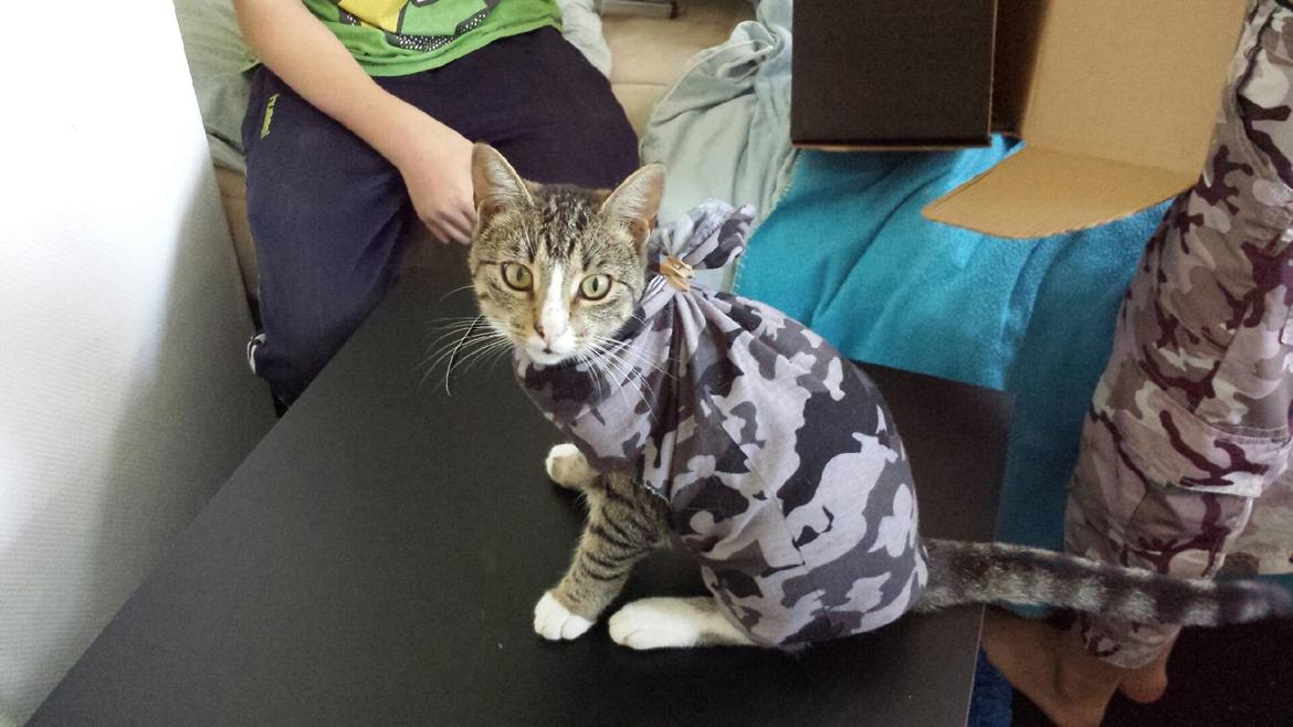 Huskat Bailey billede 6