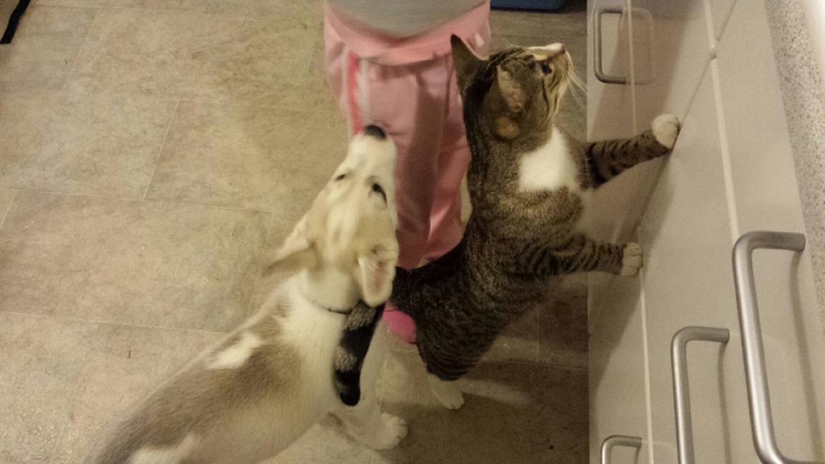 Huskat Bailey billede 7