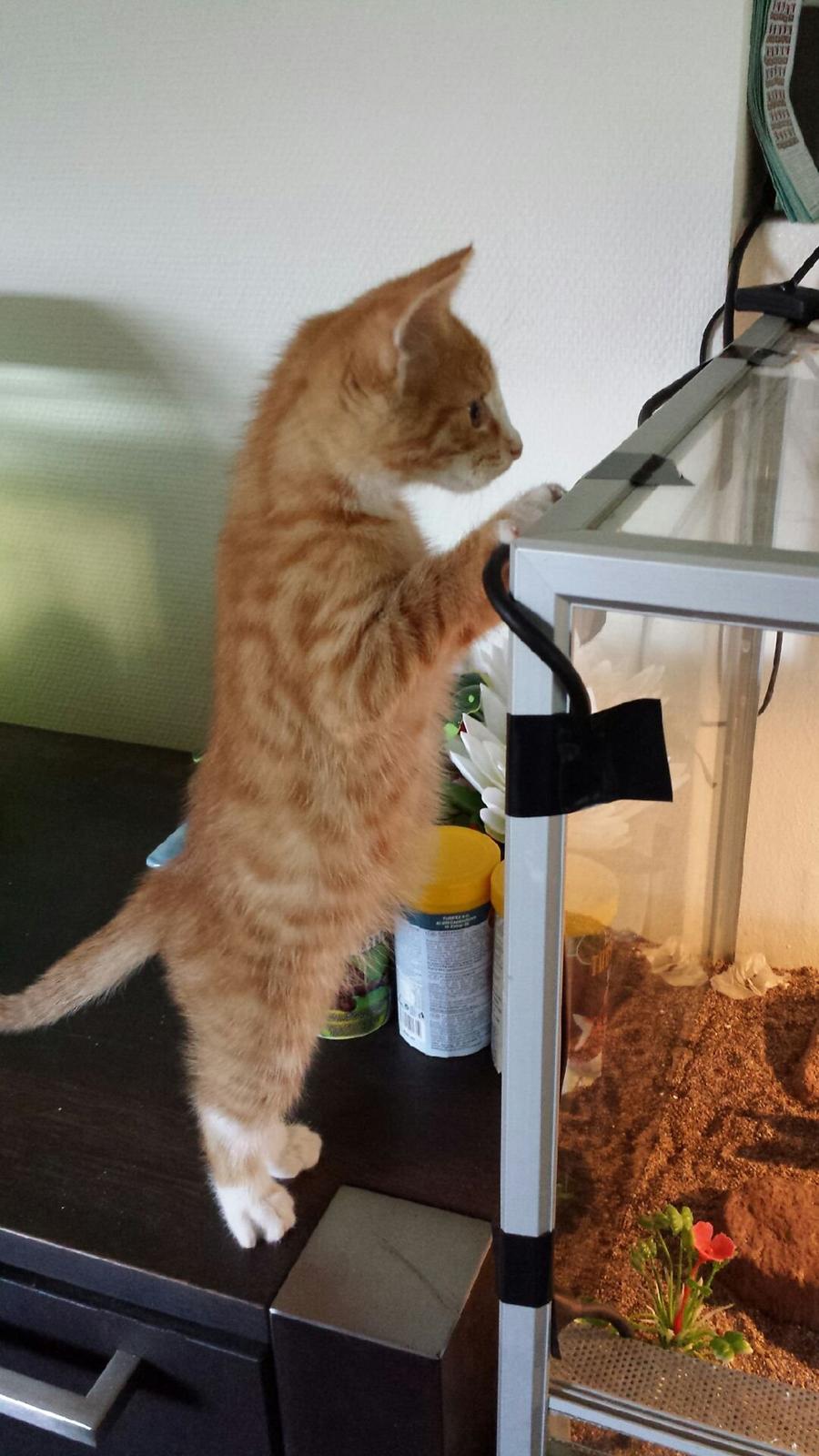 Huskat Vimse billede 3