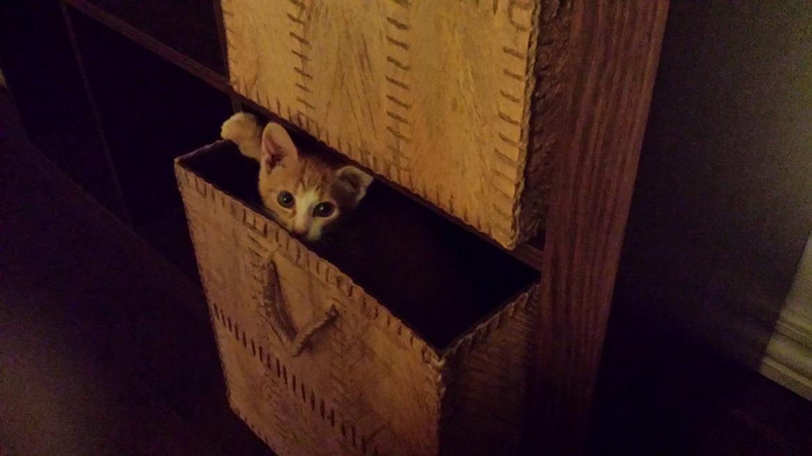 Huskat Vimse billede 2