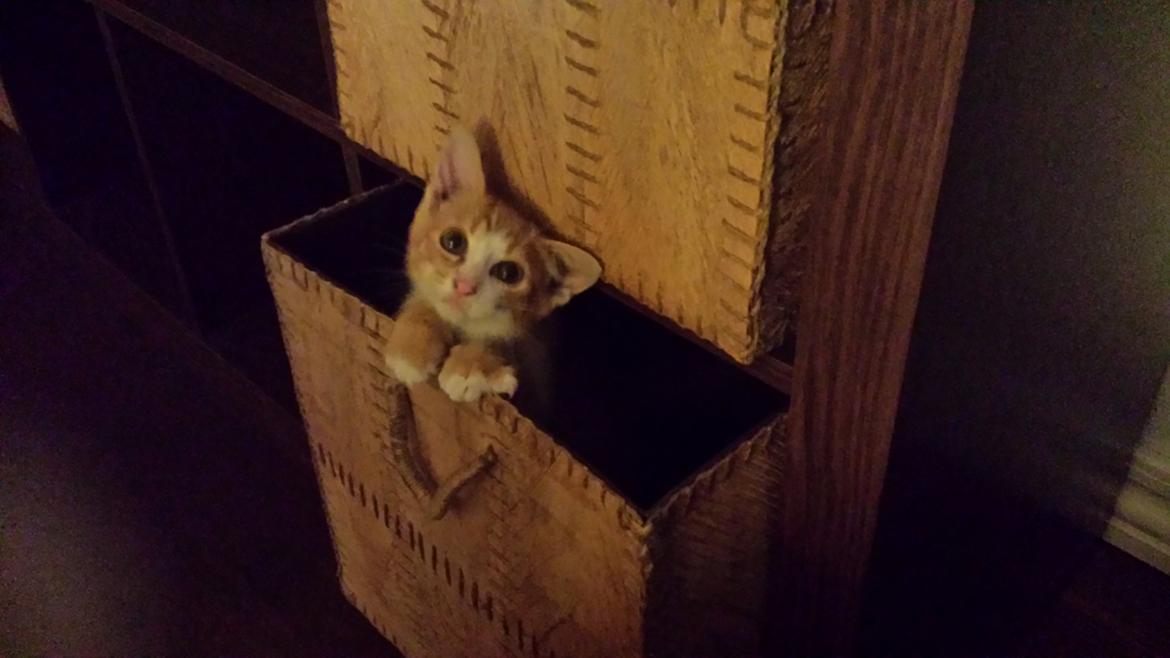 Huskat Vimse billede 1