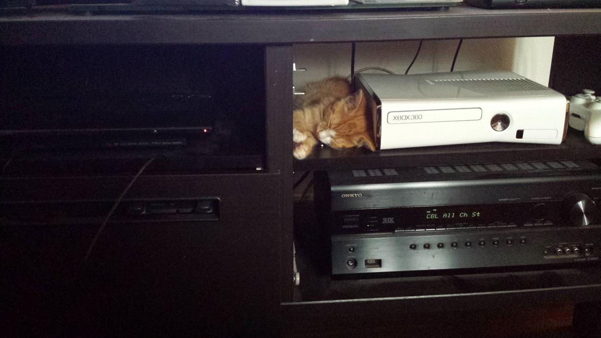 Huskat Vimse billede 4