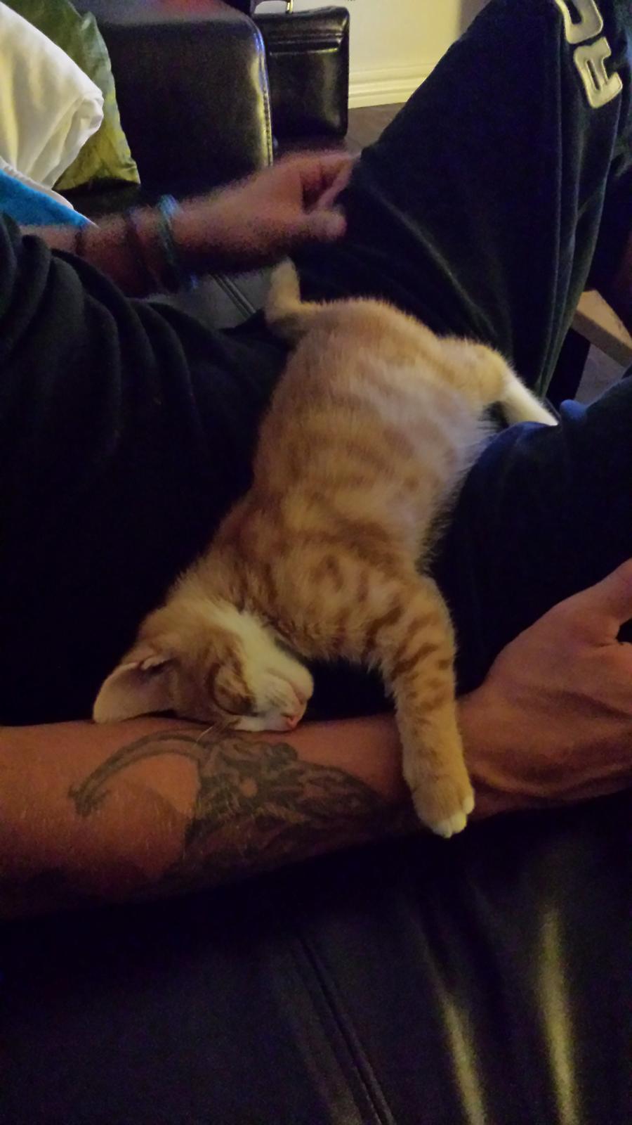 Huskat Vimse billede 5