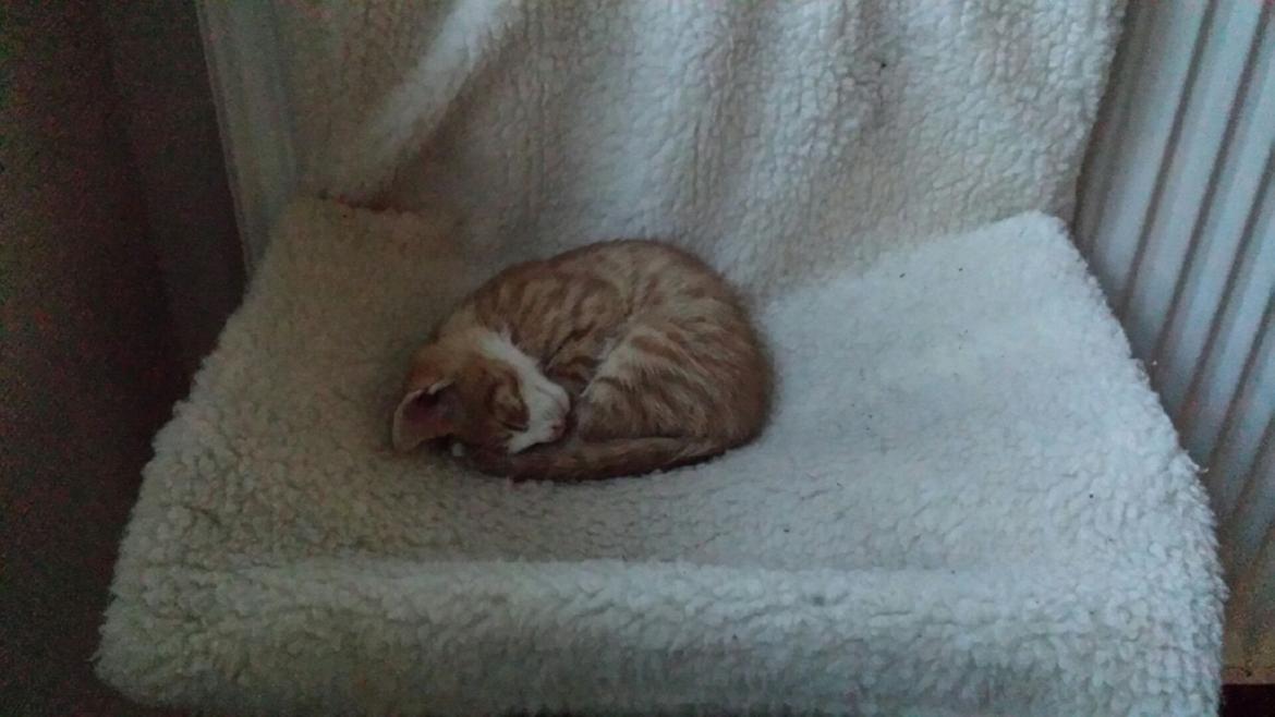 Huskat Vimse billede 6