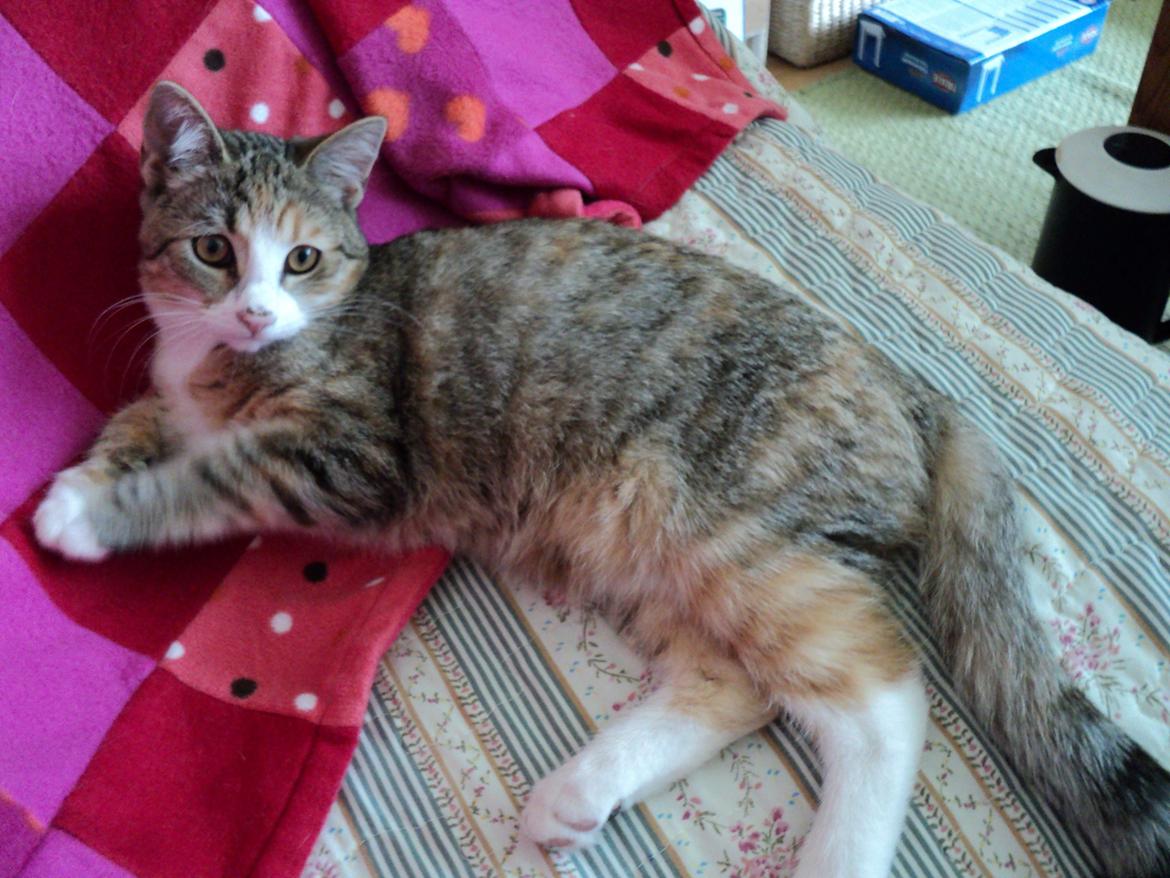 Huskat mille  diva billede 5