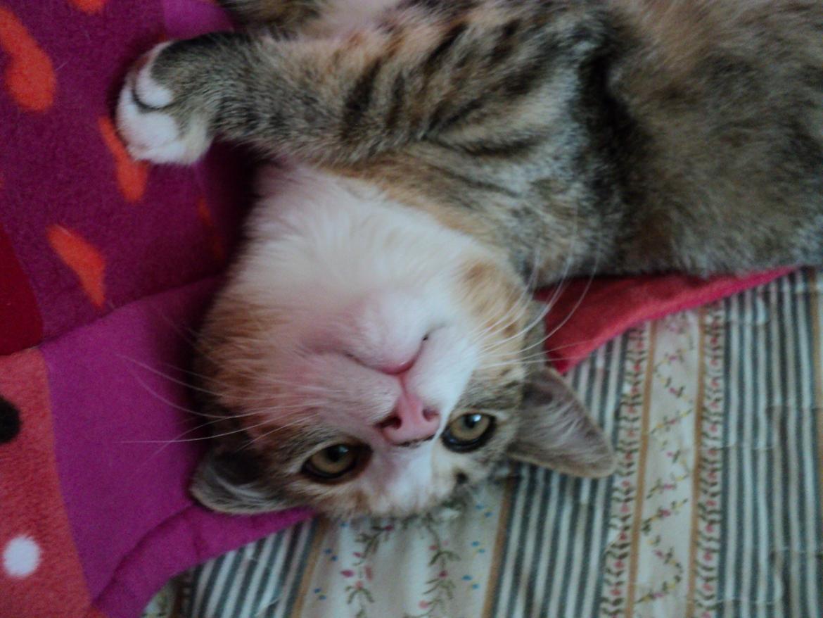 Huskat mille  diva billede 7