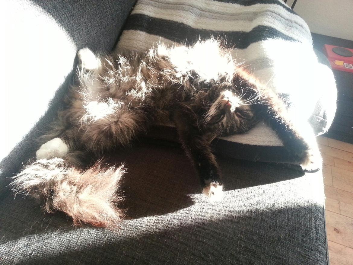 Blanding af racer Filur billede 3