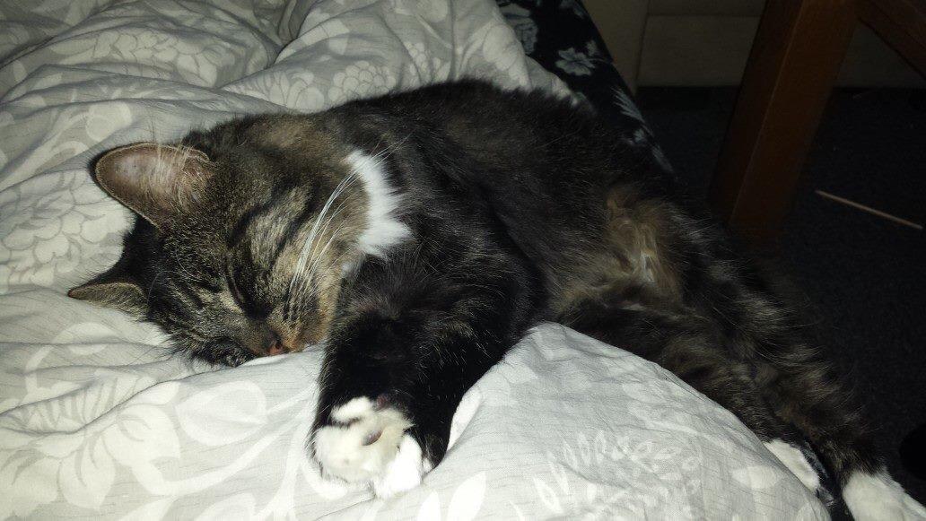 Blanding af racer Filur billede 4