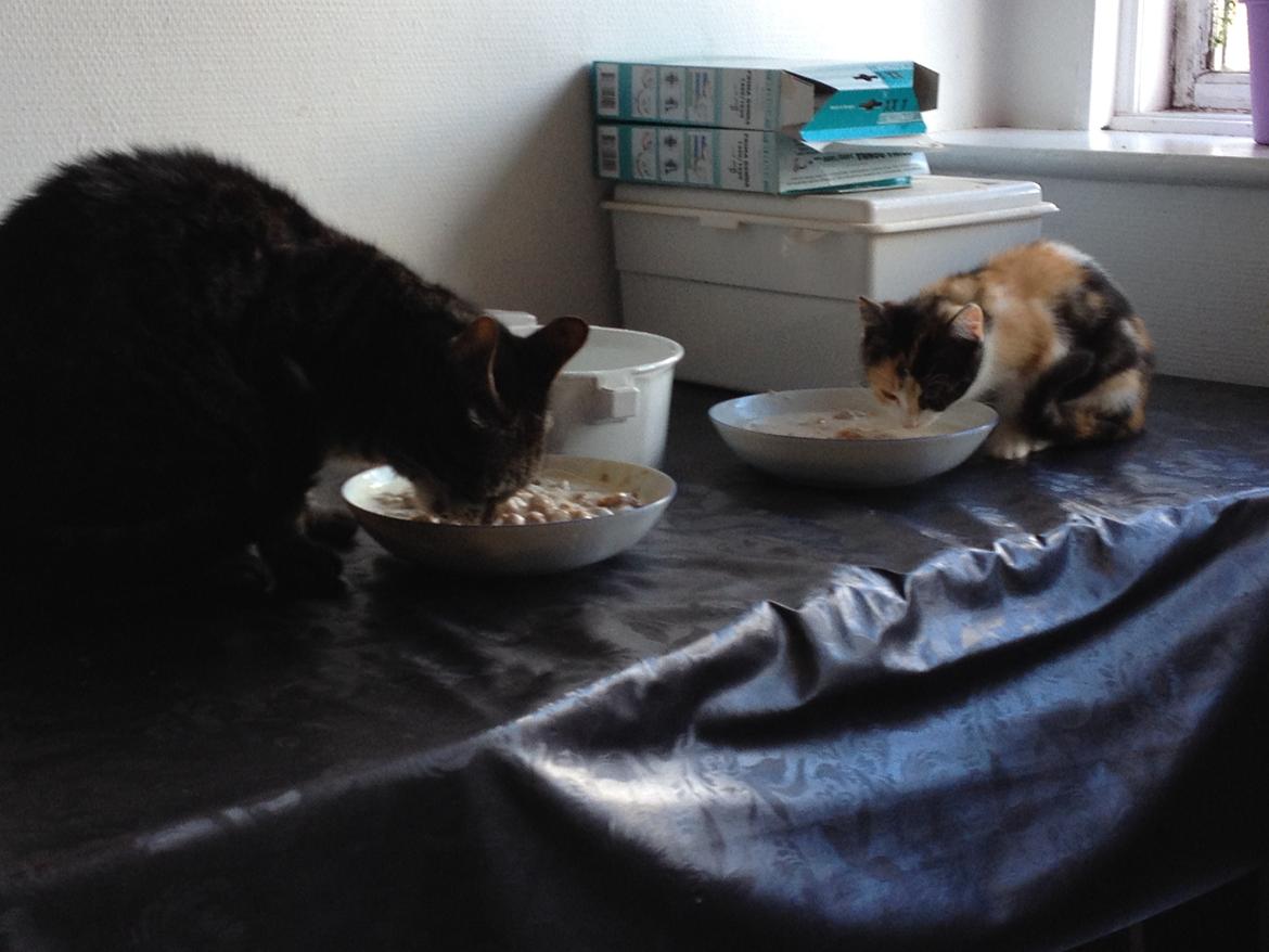 Huskat Nusseplet billede 7