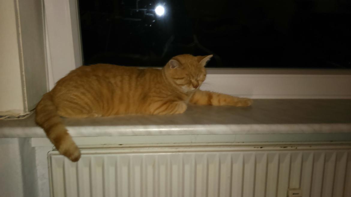 Blanding af racer Garfield billede 1