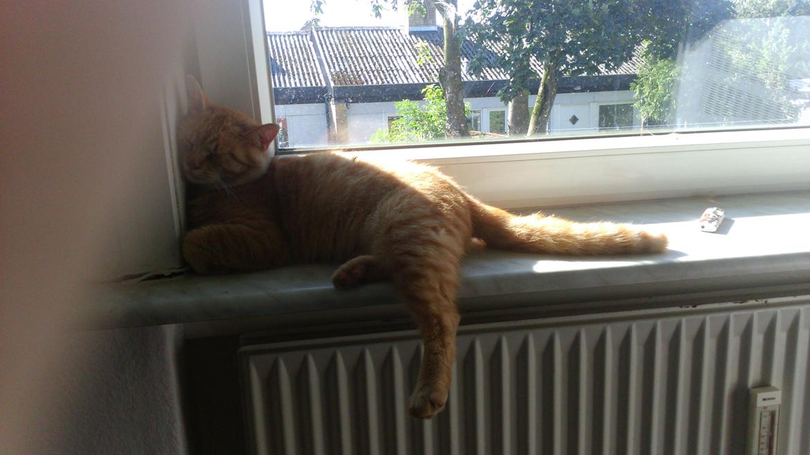 Blanding af racer Garfield billede 2