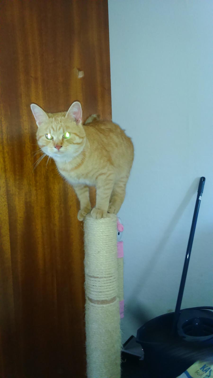 Blanding af racer Garfield billede 3