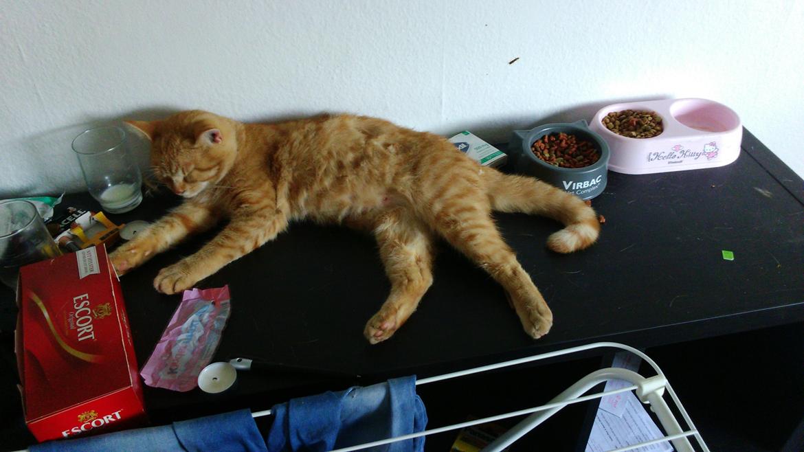 Blanding af racer Garfield billede 4