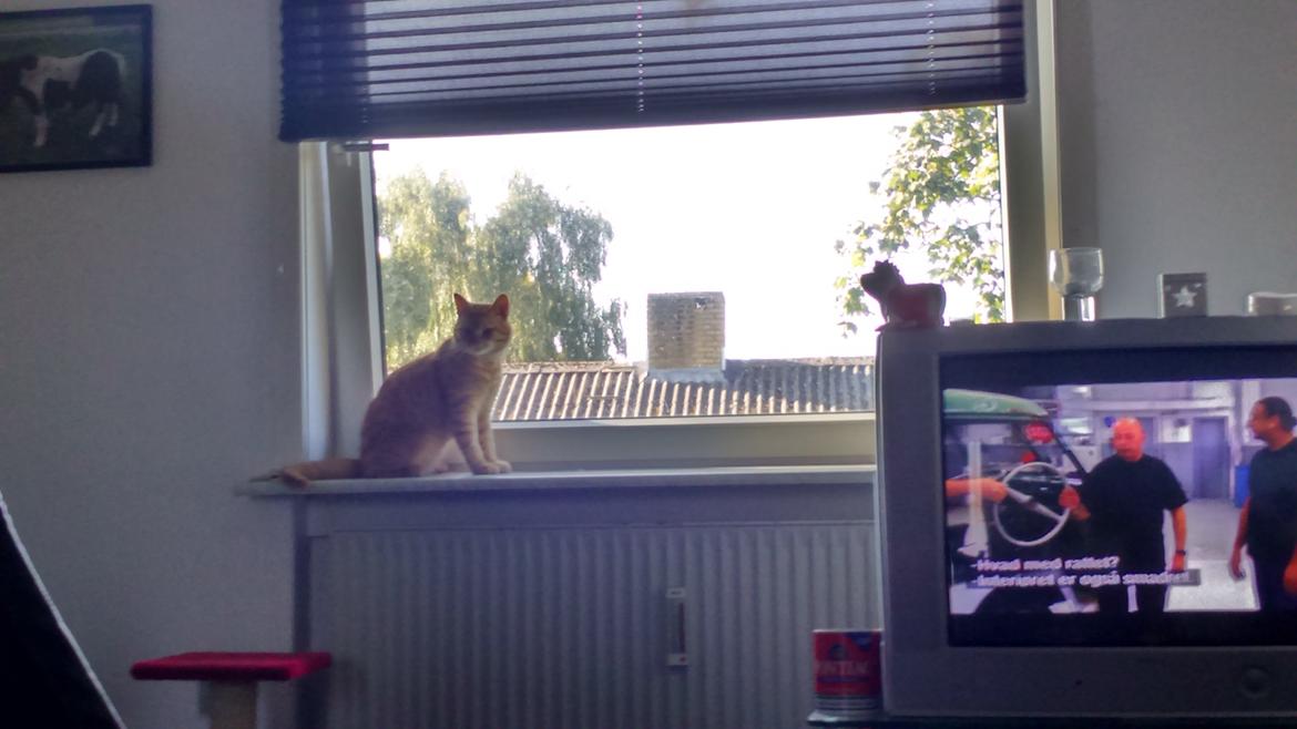 Blanding af racer Garfield billede 5