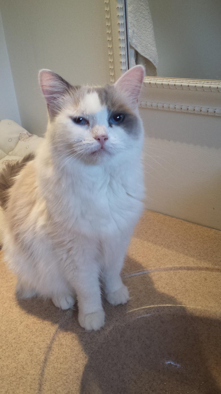 Ragdoll Fille billede 1