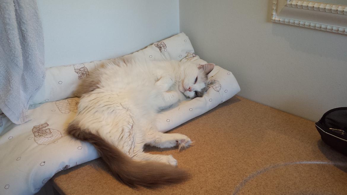 Ragdoll Fille billede 2